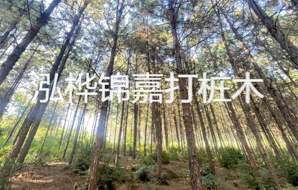 護岸施工有松木樁方案，你了解嗎？